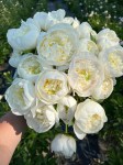 Duchess de Nemours